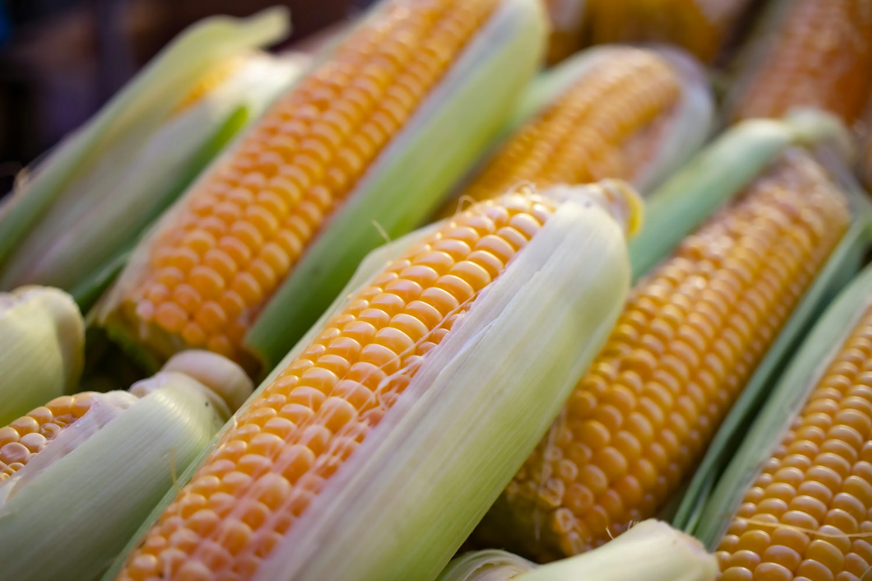 Maize (Makai)